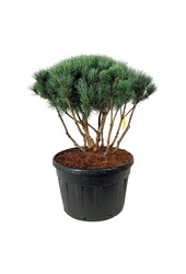Denneboom Pinus Watereri