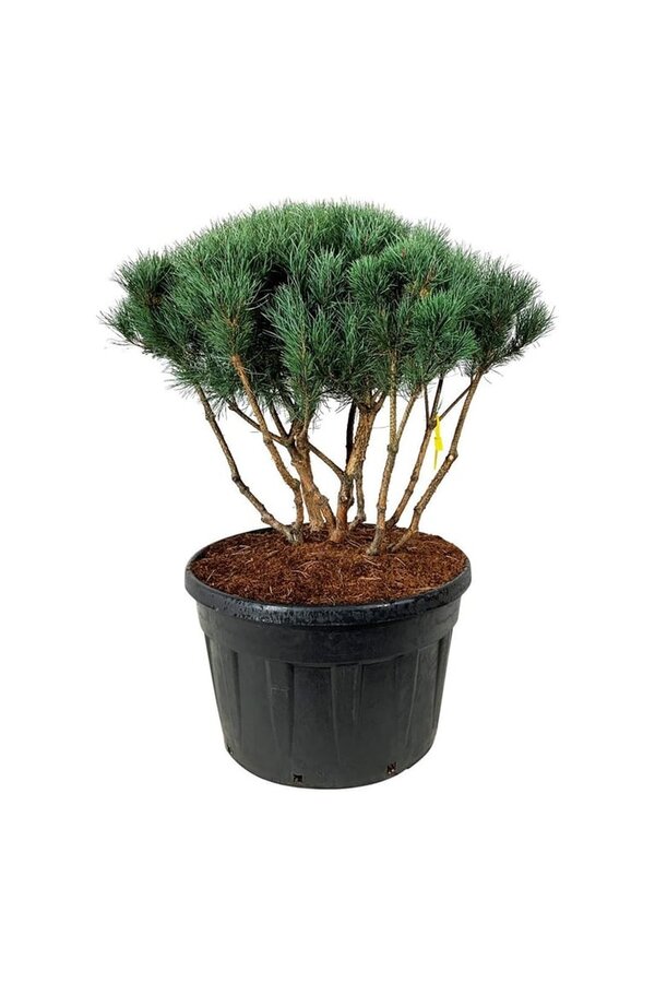 Denneboom Pinus Watereri