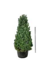 Denneboom Pinus sylvestris