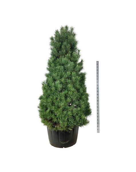 Pinus