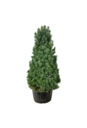 Denneboom Pinus sylvestris