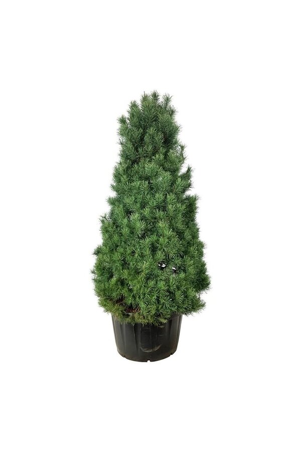 Denneboom Pinus sylvestris