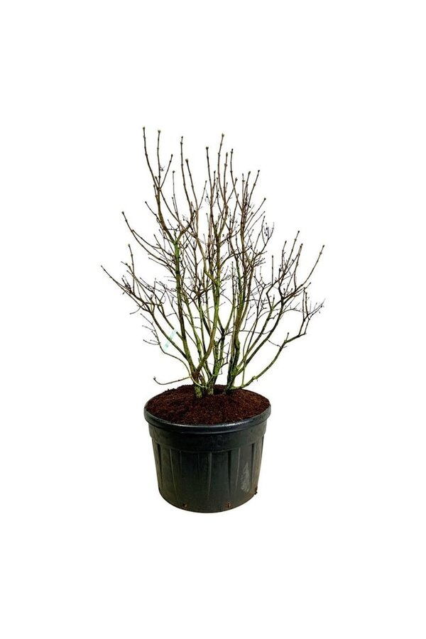 Sering Syringa Mme Lemoine