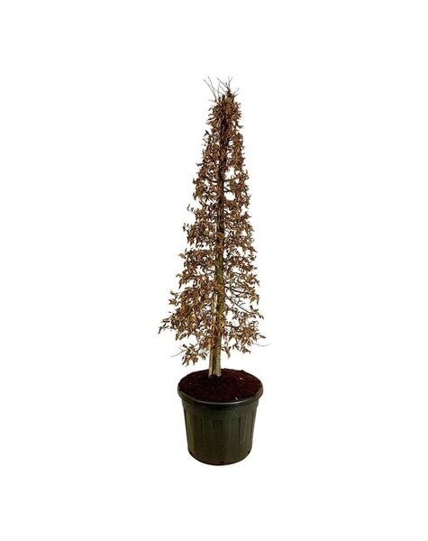 Carpinus
