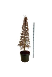Berk Carpinus betulus