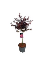 Esdoorn Acer Skeeters Broom