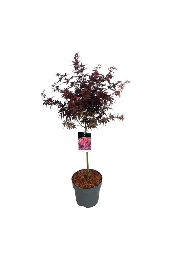 Esdoorn Acer Skeeters Broom