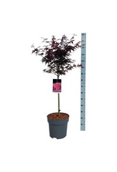 Esdoorn Acer Skeeters Broom