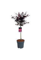 Esdoorn Acer Skeeters Broom