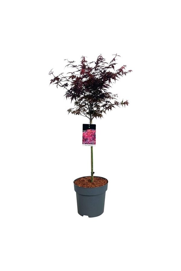 Esdoorn Acer Skeeters Broom