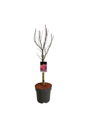 Esdoorn Acer Skeeters Broom