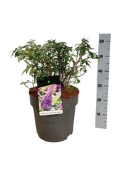Vlinderstruik Buddleja B. Candy Little Lila