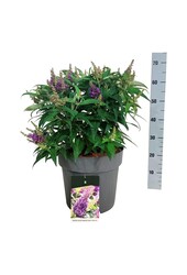 Vlinderstruik Buddleja B. Candy Little Lila