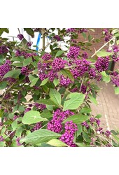 Schoonvrucht Callicarpa bodinieri Profusion