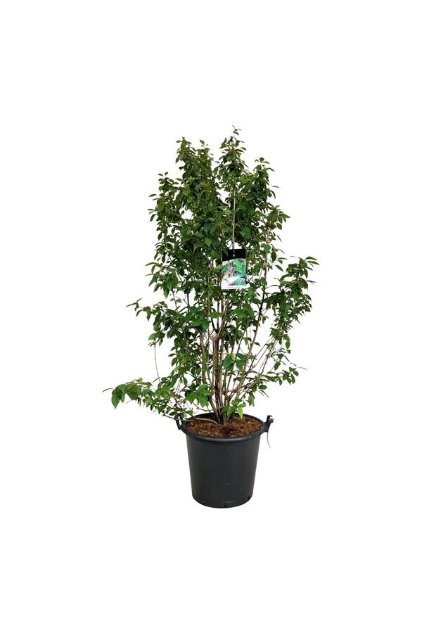 Schoonvrucht Callicarpa bodinieri Profusion