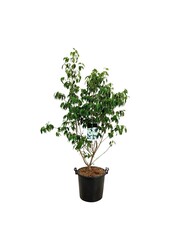 Kornoelje Cornus kousa China Girl