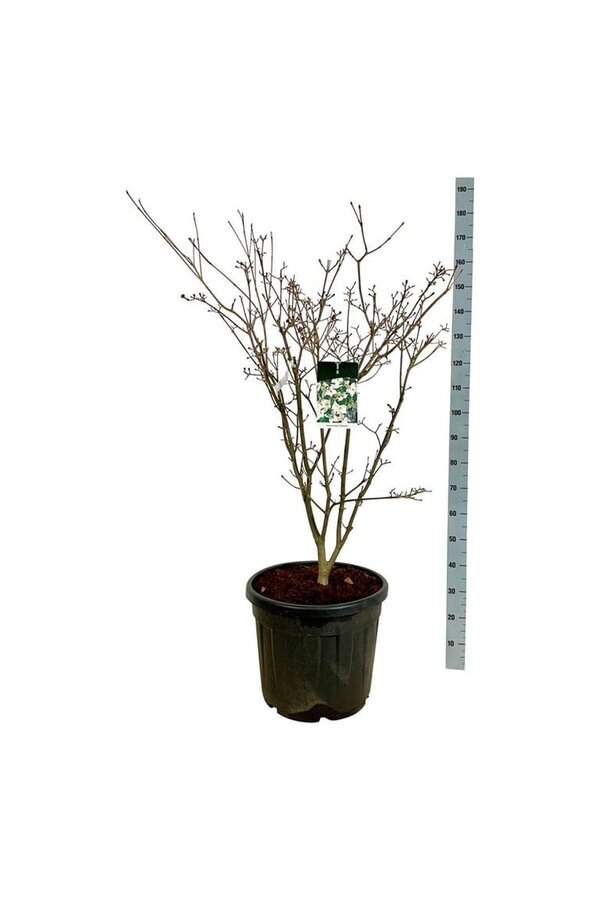 Kornoelje Cornus kousa Teutonia