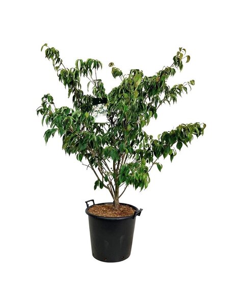 Cornus