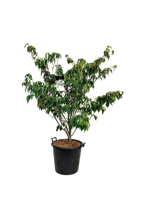 Kornoelje Cornus kousa Teutonia