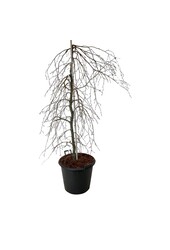 Beukenboom Fagus Pendula