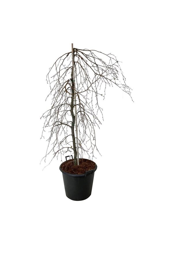 Beukenboom Fagus Pendula