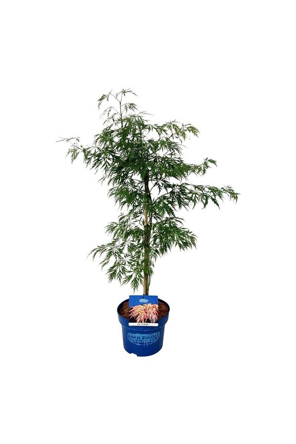 Esdoorn Acer Ice Dragon ®