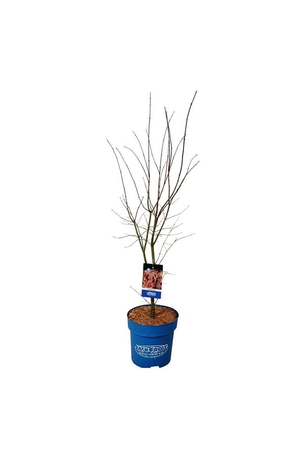 Esdoorn Acer North Wind ®