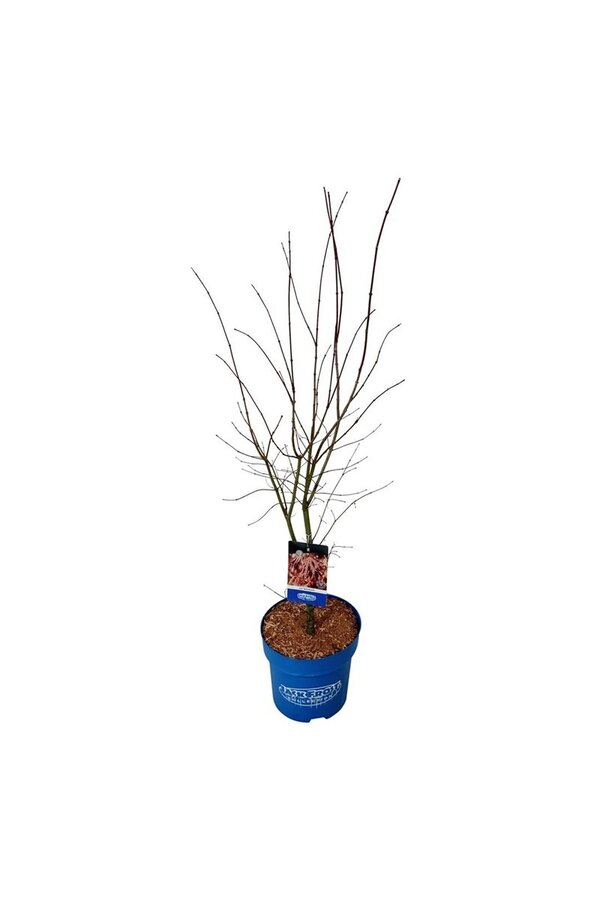 Esdoorn Acer North Wind ®