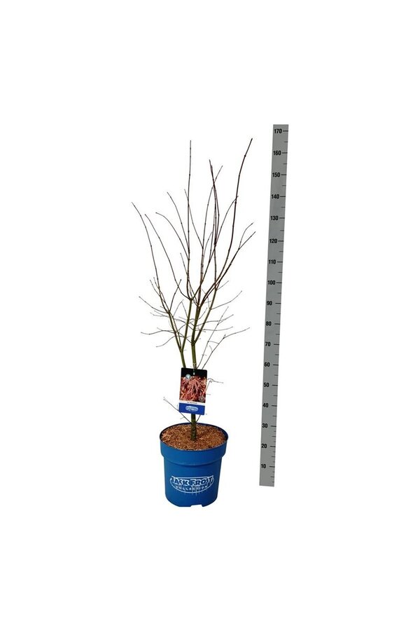 Esdoorn Acer North Wind ®