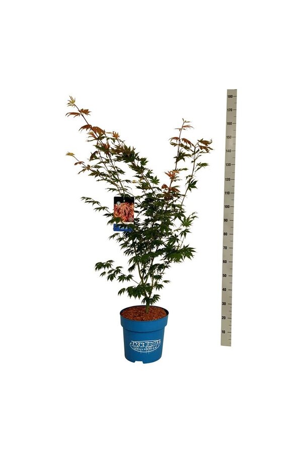 Esdoorn Acer North Wind ®