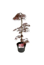 Esdoorn Acer Garnet