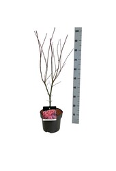 Esdoorn Acer Skeeters Broom