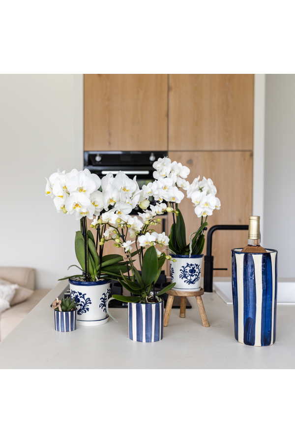 Set van witte Phalaenopsis orchidee