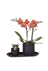 Orchidee plantenset Home Hub small