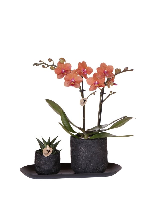 Orchidee plantenset Home Hub small