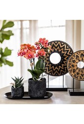Orchidee plantenset Home Hub small