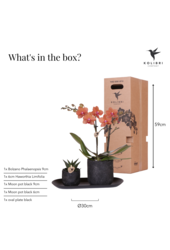 Orchidee plantenset Home Hub small