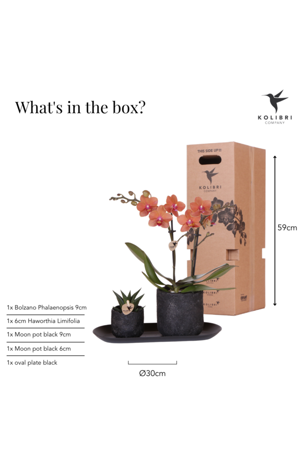 Orchidee plantenset Home Hub small