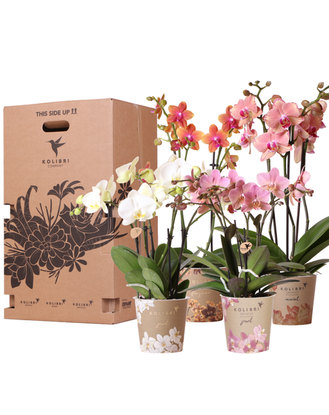Kolibri Orchids Orchidee