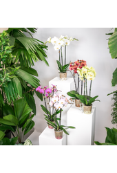 Orchidee surprise box mix