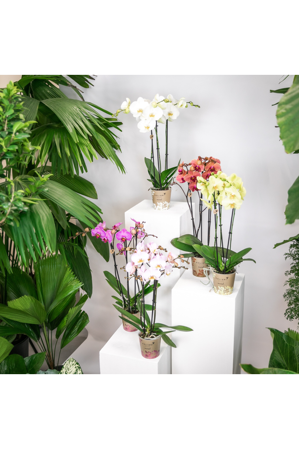 Orchidee surprise box mix