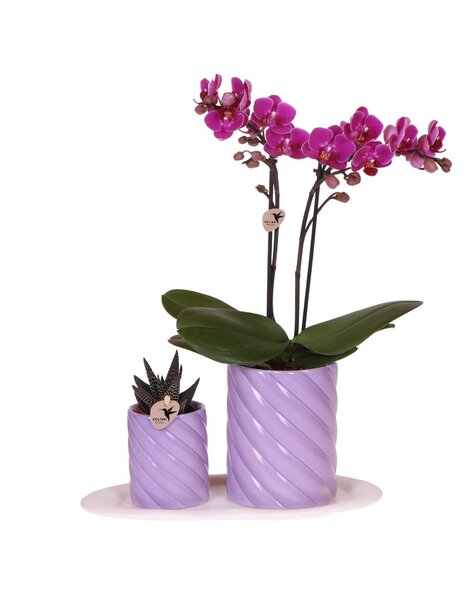 Kolibri Orchids Orchidee