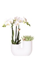 Set van witte orchidee Amabilis en succulent in Tube sierpot wit