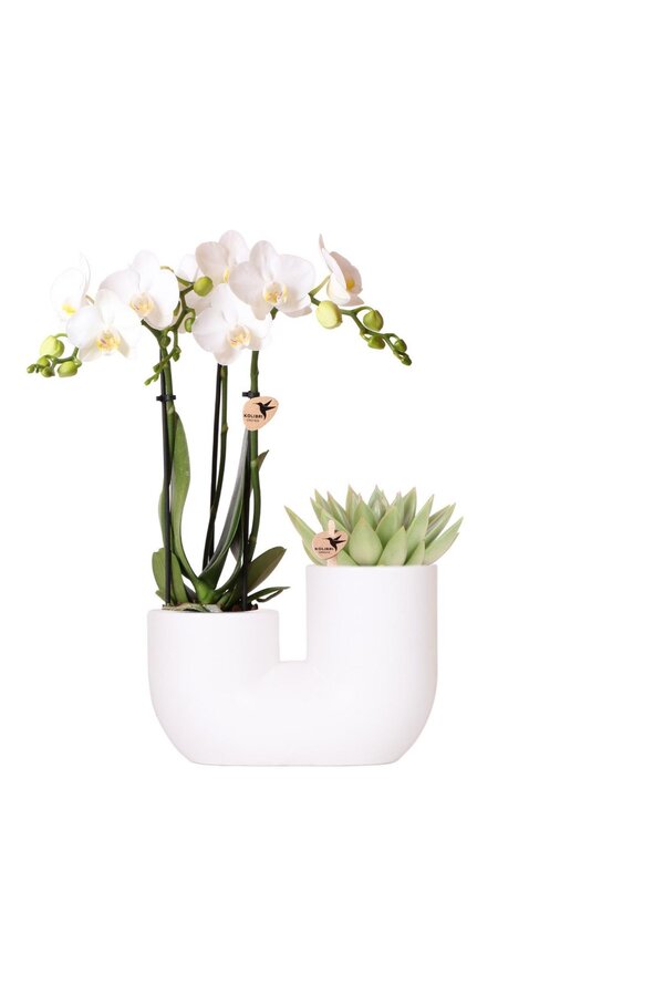 Set van witte orchidee Amabilis en succulent in Tube sierpot wit