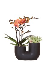 Set van oranje orchidee Bolzano en succulent in Tube sierpot black