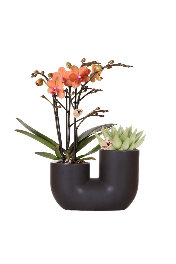 Set van oranje orchidee Bolzano en succulent in Tube sierpot black