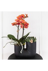 Set van oranje orchidee Bolzano en succulent in Tube sierpot black