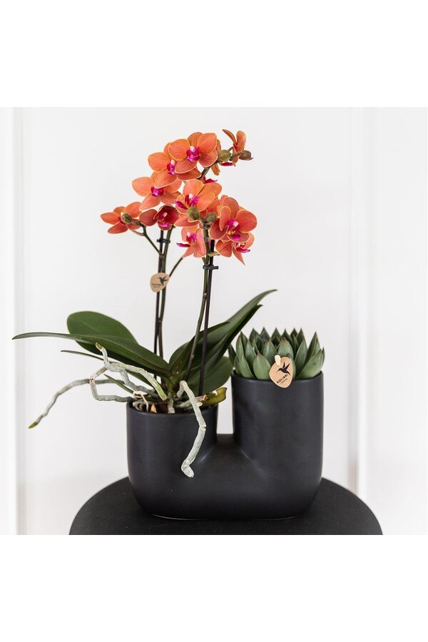 Set van oranje orchidee Bolzano en succulent in Tube sierpot black