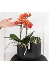 Set van oranje orchidee Bolzano en succulent in Tube sierpot black