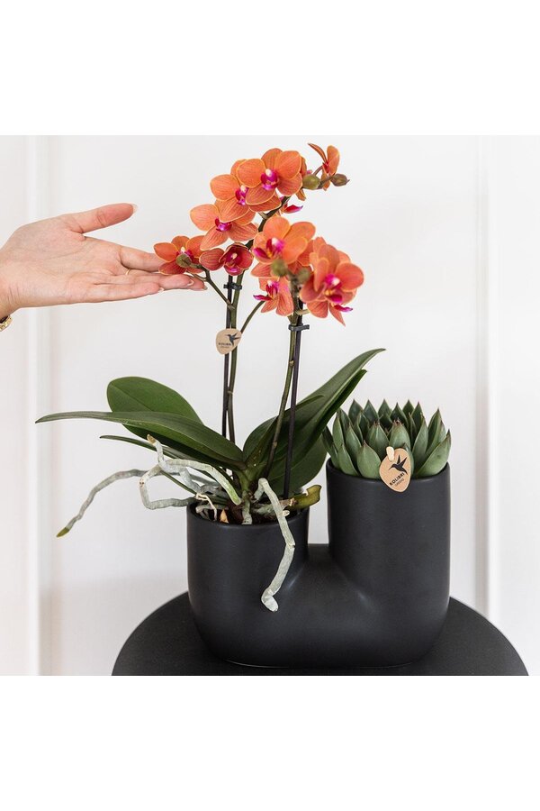 Set van oranje orchidee Bolzano en succulent in Tube sierpot black